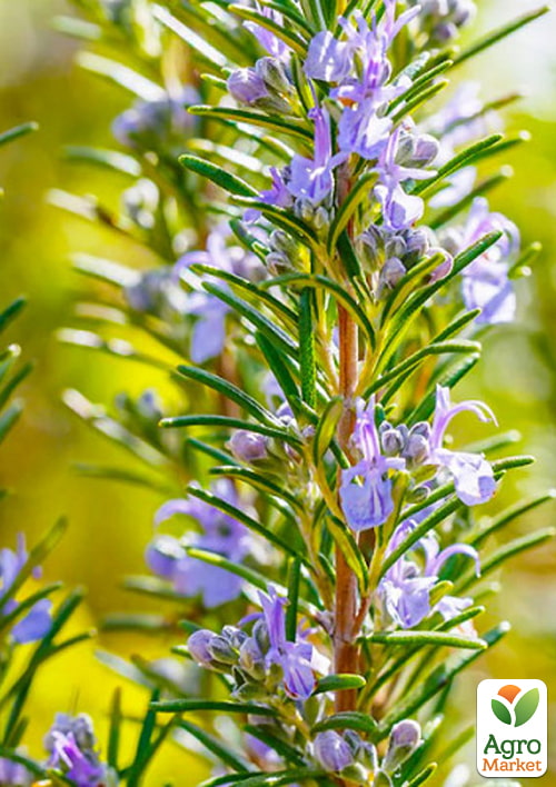 Розмарин "Barbecue", С2 (сильный, приятный аромат, идеальный для гриля) 1 саженец в упаковке