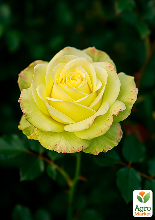 

Троянда дрібноквіткова (спрей) Лувіана (саджанець класу АА+) вищий сорт