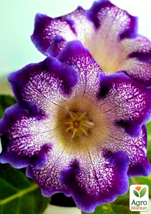 

Глоксиния Tigre Blue 1шт в упаковке