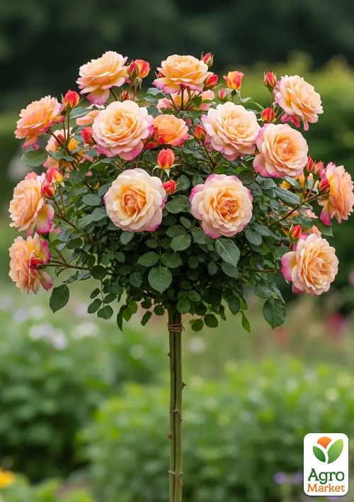 

Троянда штамбова Вувузела (Vuvuzela) (саджанець класу АА+)