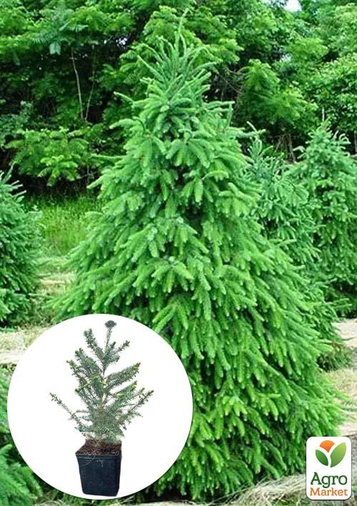 

Ель 5-ти летняя сербская колоновидная (Picea omorika) С5, высота 80-100см