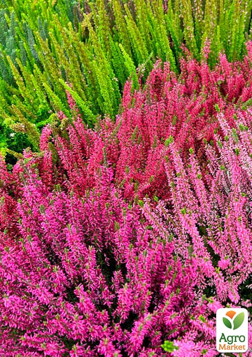 

Верес вічнозелений мікс сортів