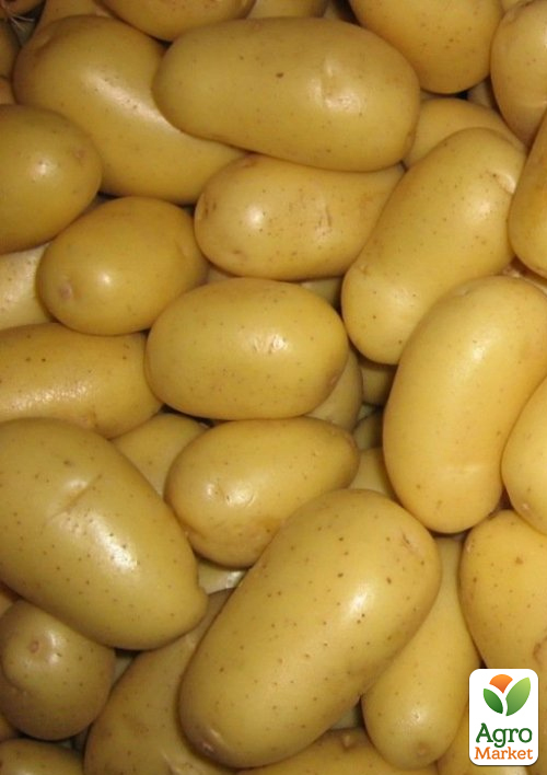 

Картофель Агата семенной среднеспелый (1 репродукция) 1кг