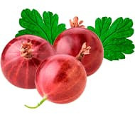 Сорти агрусу безколючкового