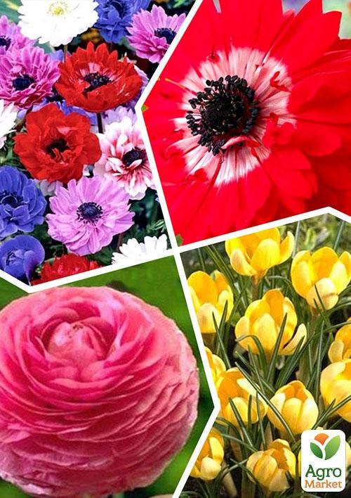 

Микс луковиц из 4-х сортов Парад цветения (Flowering Parade) 20шт луковиц