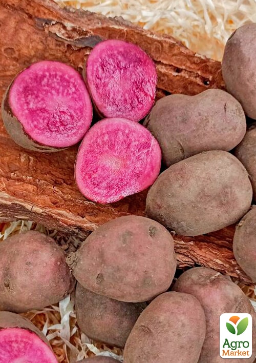 

Картопля Хортиця насіннєва, пізня, з рожевою м'якоттю (1 репродукція) 0,5кг