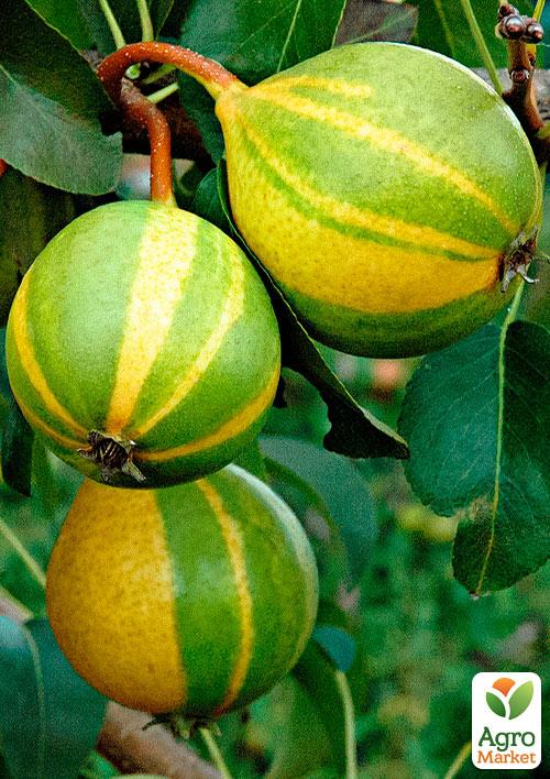 

Ексклюзив! Азіатська груша зелена з бронзово-коричневими смужками Тропічний острів (Tropical island) (преміальний дуже соковитий сорт)