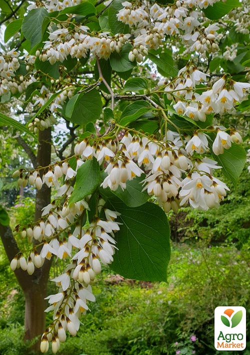 

Подснежниковое дерево Styrax japonicus (красивый, компактный, с ароматом подснежников)