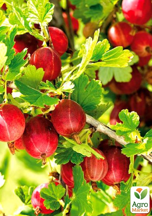 

Агрус Неслуховський (ранній термін дозрівання)