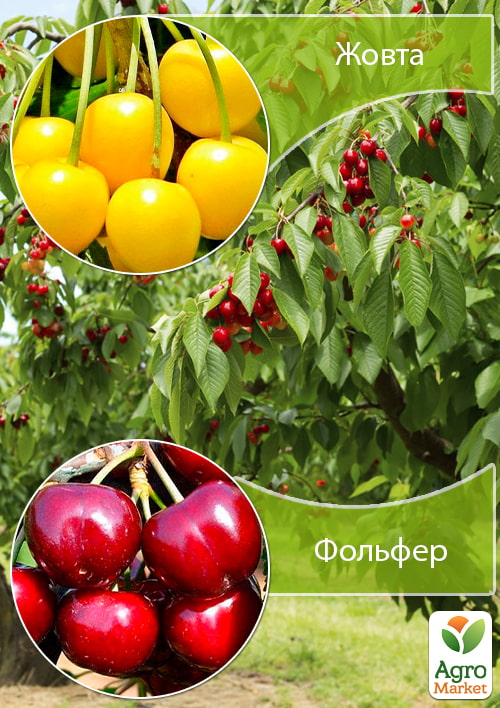 

Дерево-сад Вишня Желтая+Черешня Фольфер