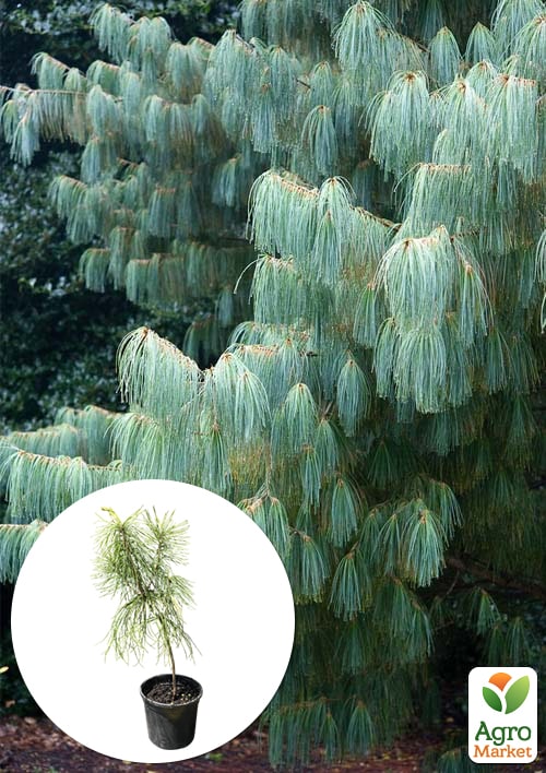 

Сосна Кедрова Арманда (Pinus Armandii) C1.5, висота 30-40см