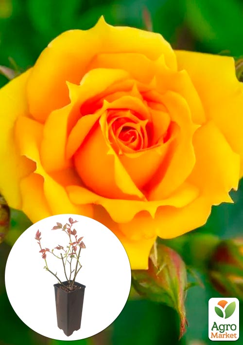 

Троянда чайно-гібридна Керео у контейнері, вищий сорт