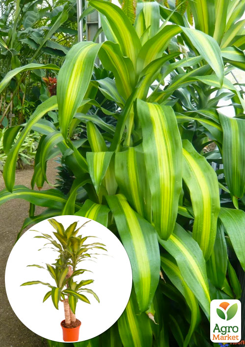 

LMTD Драцена Фрагранс Мassanzheana (2х ярусная, высота 75-95см) вазон С5