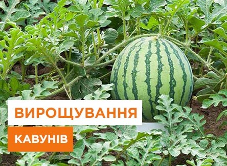 Вирощування кавунів, технологія вирощування кавуна у відкритому ґрунті - Agro-Market