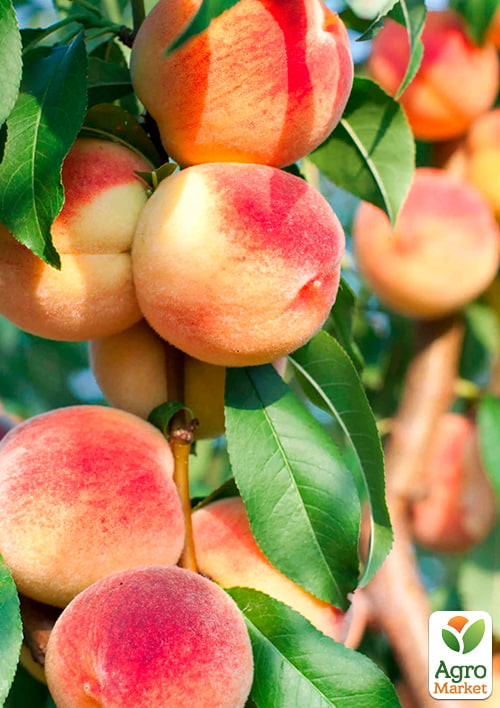 

Персик Печерский (летний сорт, средний срок созревания)