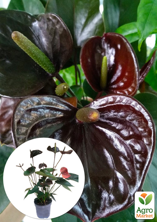 

Антуриум (Anthurium) Black Love