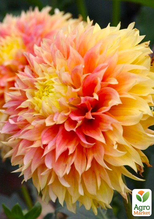 

Георгина Kogane Fubuki (гигантский цветок)