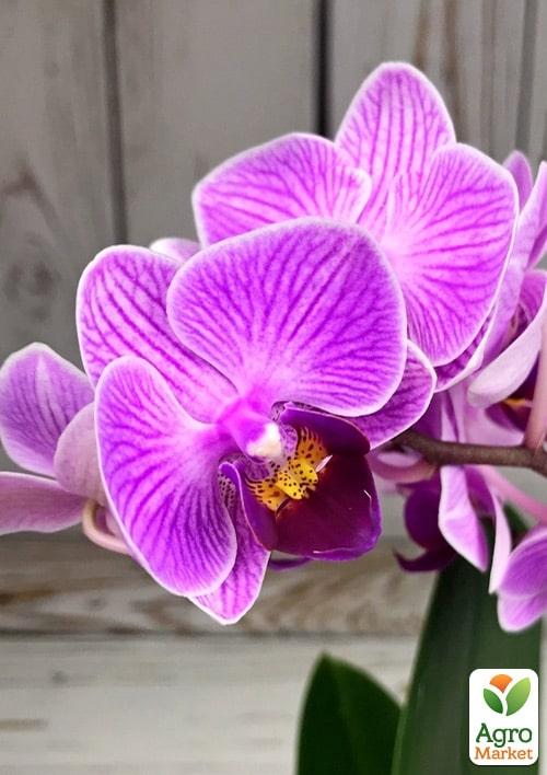 Орхидея Super Mini (Phalaenopsis) "Tiger" 1 саженец в упаковке (комнатный) Нидерланды