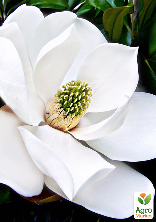 

Магнолія грузинська Королівська (найбільша квітка)