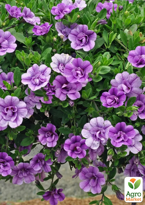 

Калібрахоа Mini Famous Neo Double Loopy Lavender