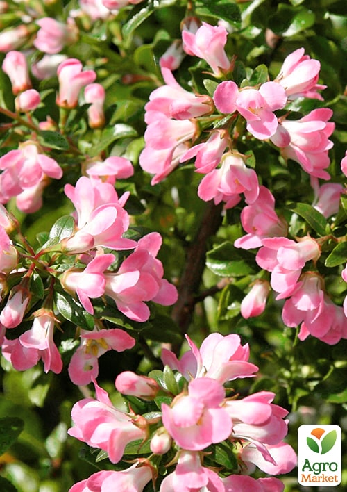 

Ескалонія Apple Blossom