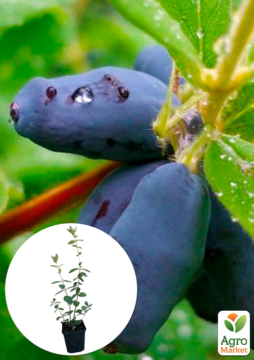 

Жимолость Ассоль (ранній термін дозрівання, великоплідний сорт)