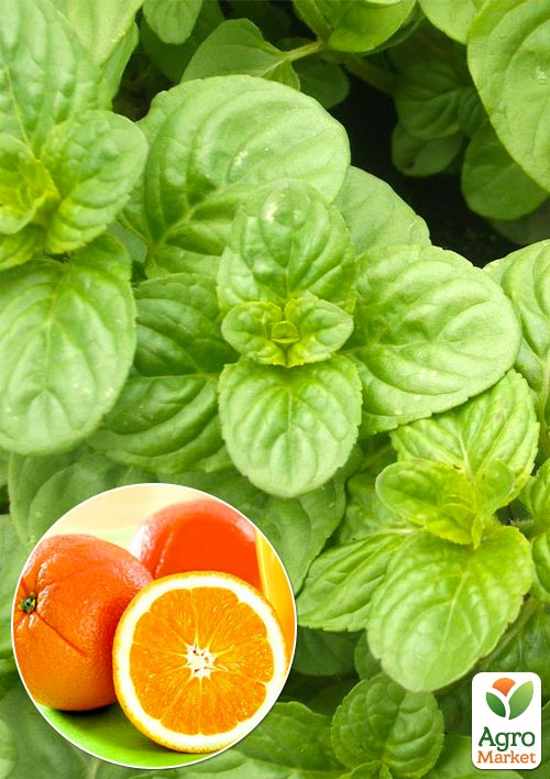 

М'ята Апельсинова Granada (контейнер Р9)