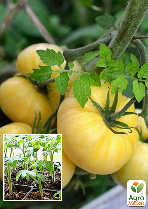 

Розсада Томат «Біла Королева» (фермерське вирощування), 1шт в упаковці