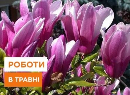 Садово-городні роботи на травень - корисні статті про садівництво від Agro-Market