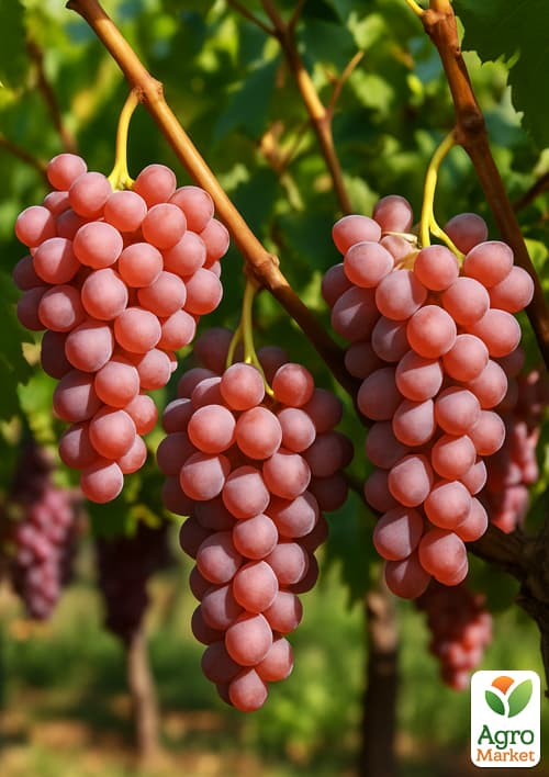 

Виноград Катавба (винный сорт, средний срок созревания, селекция США)