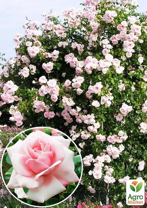 

Роза плетистая Нью Даун (саженец класса АА+) высший сорт