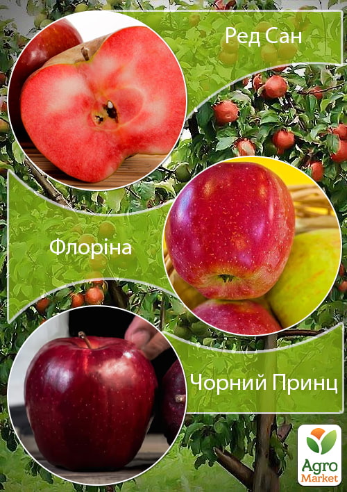 

Дерево-сад Яблоня Ред Сан+Флорина+Чорний Принц