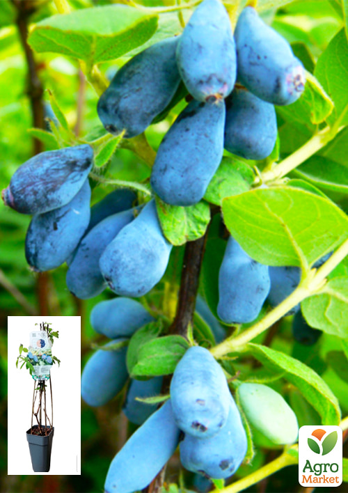 

LMTD Жимолость Duet (сортовая, укорененная)