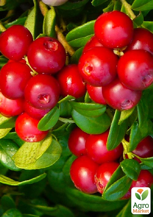 

Ексклюзив! Брусниця яскраво-червона Намиста Мадлен (Madeleine Beads) (преміальний морозостійкий сорт, висока лежкість)