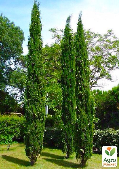 

Кипарис Итальянский (Cupressus Sempervirens) контейнер Р9