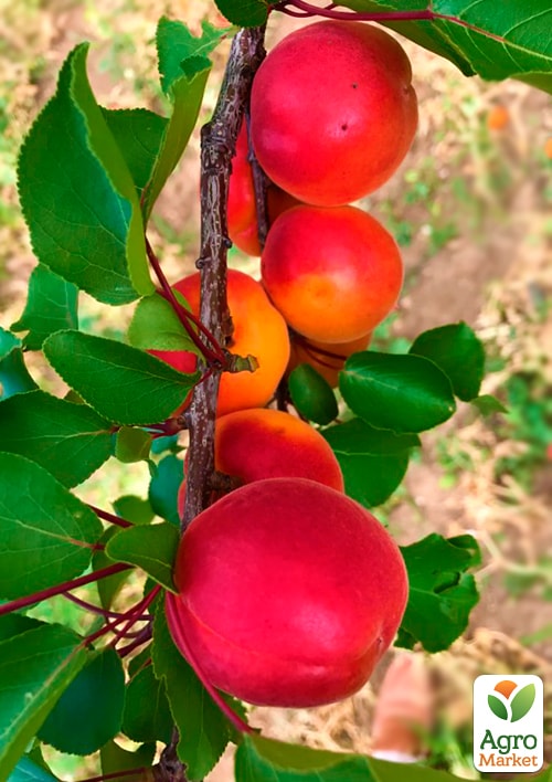 

Абрикос Біг Ред (літній сорт, середній термін дозрівання)