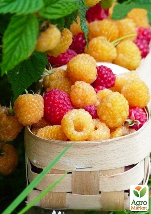 

Уценка!!! Малина микс сортов.