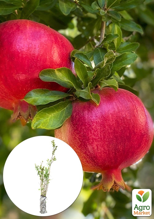 

Гранат садовий 2-х річний «Ачіканор» (висота саджанцю 40-60см)