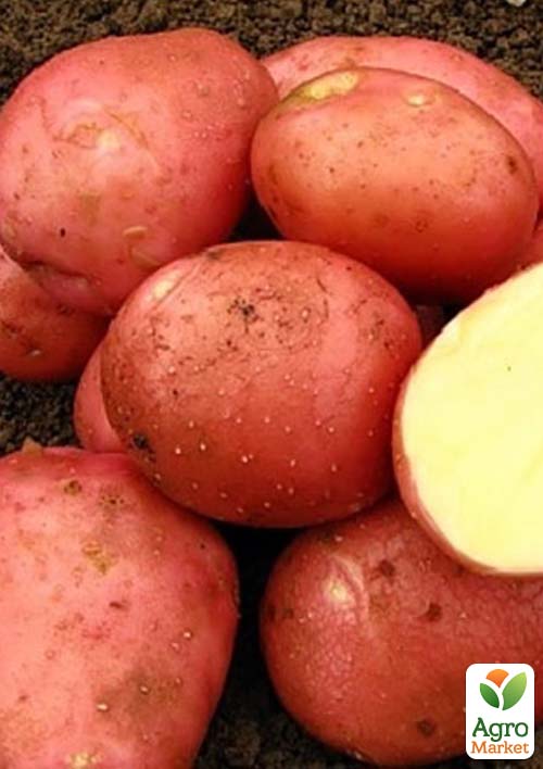 Картопля "Белла Росса" насіннєва ультрарання (1 репродукція) 5кг