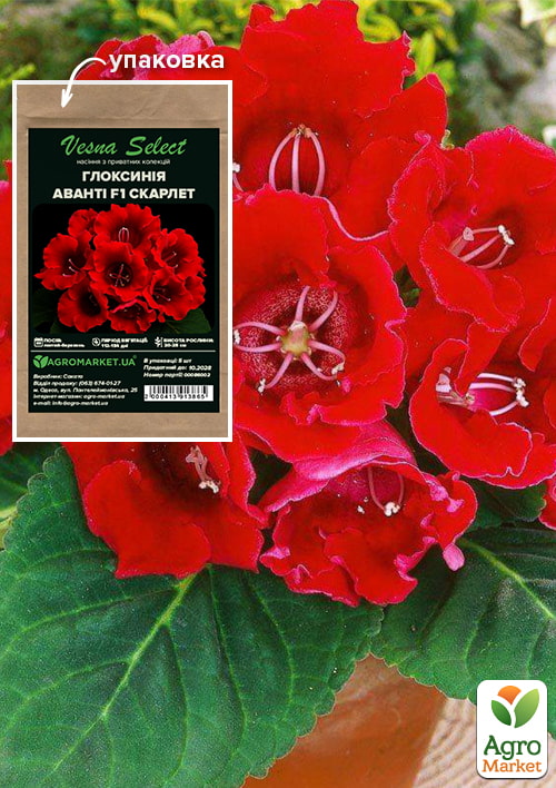 

Глоксиния Аванти F1 скарлет ТМ Vesna Select 5шт