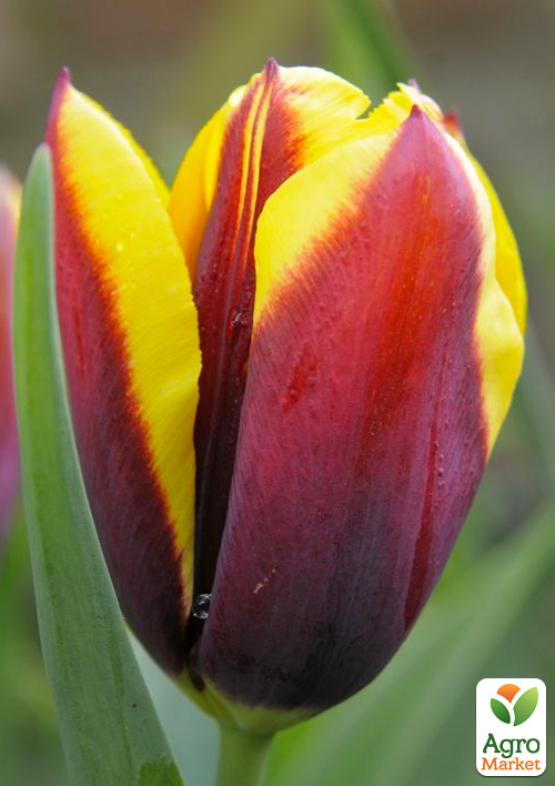 

Тюльпан Gavota