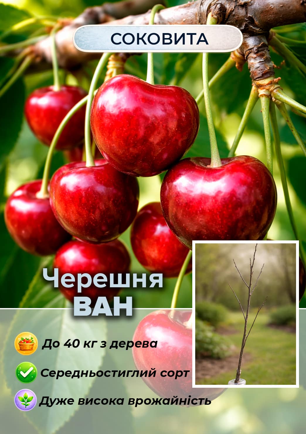 

Ексклюзив! Черешня темно-бордова Ван (Van) (літній сорт, середньостиглий термін дозрівання)