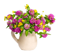 Клевер декоративный