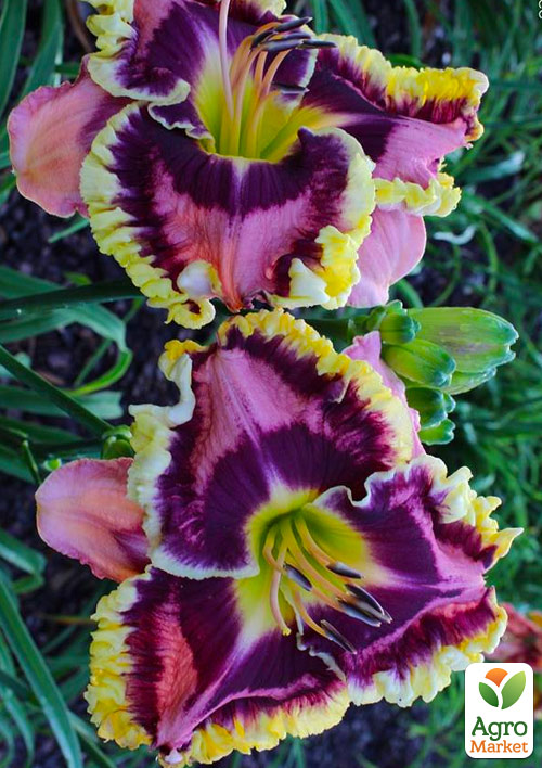 

Лилейник My Friend Phil (сортовой, укорененный в контейнере С1,2)