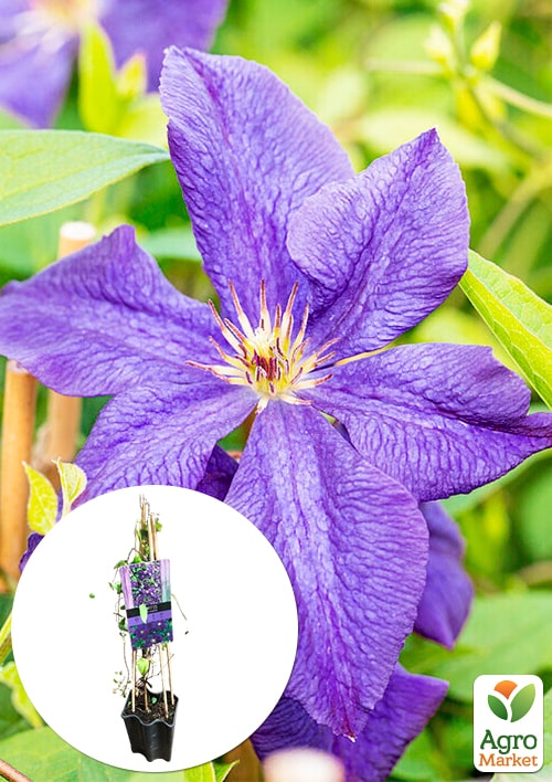

LMTD Клематис 2-х річний Polish Spirit (висота 40-60 см)