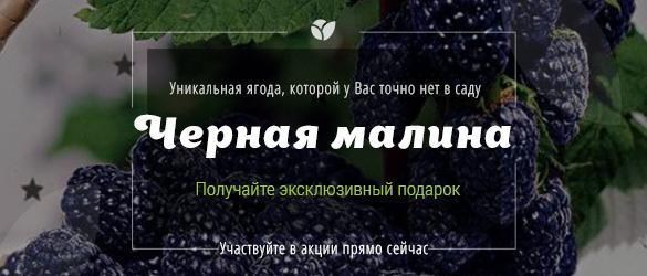 Эксклюзивный подарок специально для Вас! Эксклюзивный подарок специально для Вас!