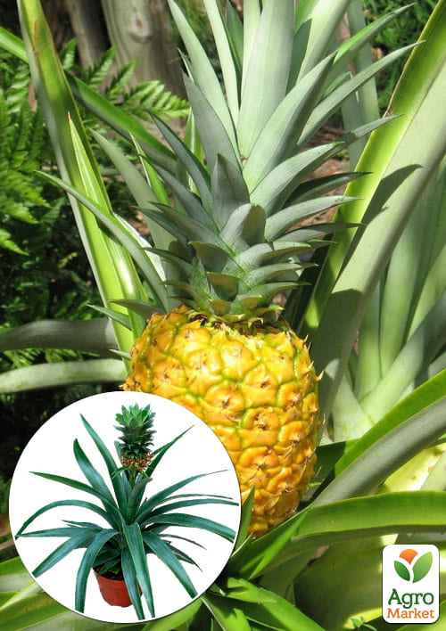 

LMTD Ананас с плодом 3-х летний Elyne Green (20-40см)