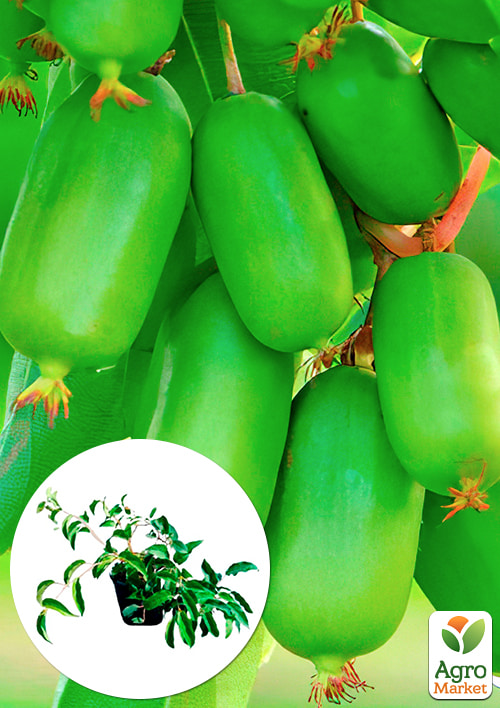 

Актинидия 2-х летняя аргута Джамбо (мини-киви, морозостойкий сорт) вазон С1