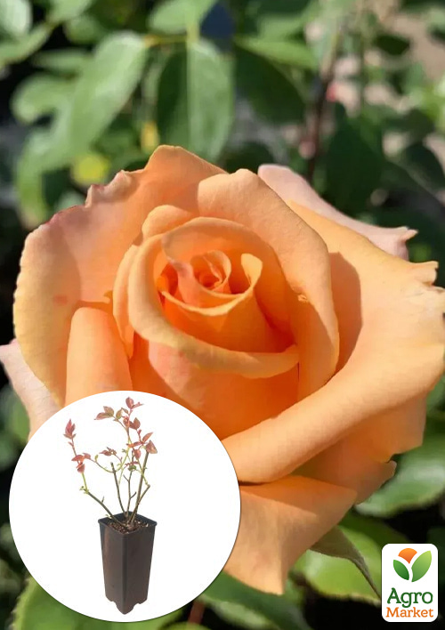 

Роза чайно-гибридная Versilia в контейнере, высший сорт