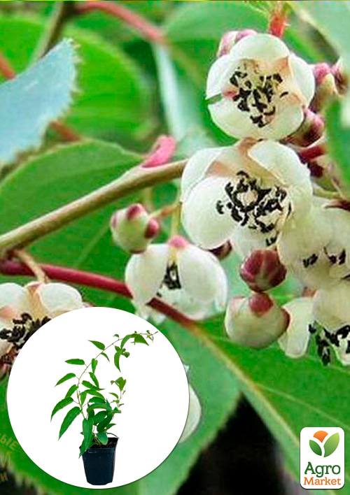 

Актинідія чоловіча «Nostino» (відмінний запилювач, морозостійкий сорт)